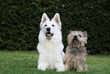 BERGER BLANC & CAIRN TERRIER 016